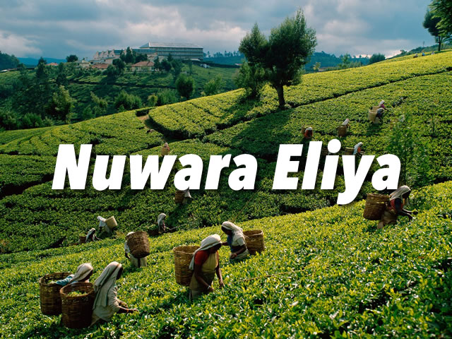 Nuwara Eliya Activities