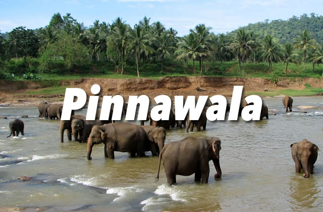 Pinnawala Elephant Orphanage Guide