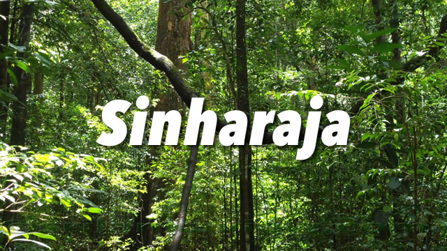 Sinharaja Rain Forest Guide