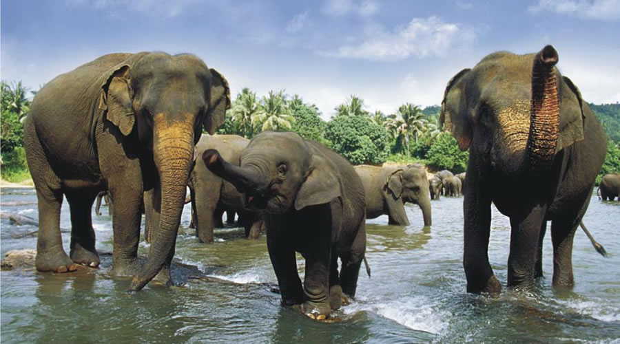 Sri Lanka National Parks