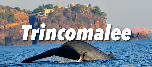 Trincomalee Guide