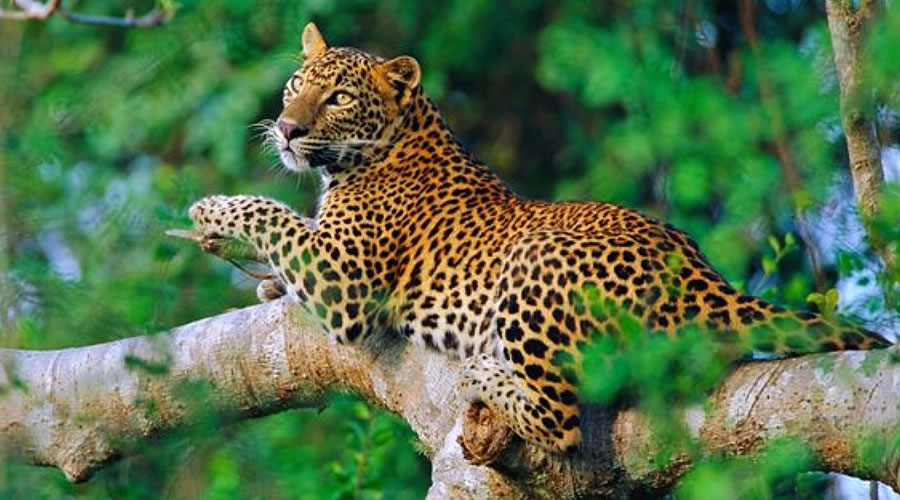 Sri Lanka Leopard Safari