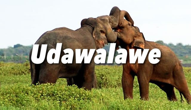 Udawalawe Guide