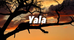 Yala Hotels