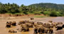 Sri Lanka Safari Package