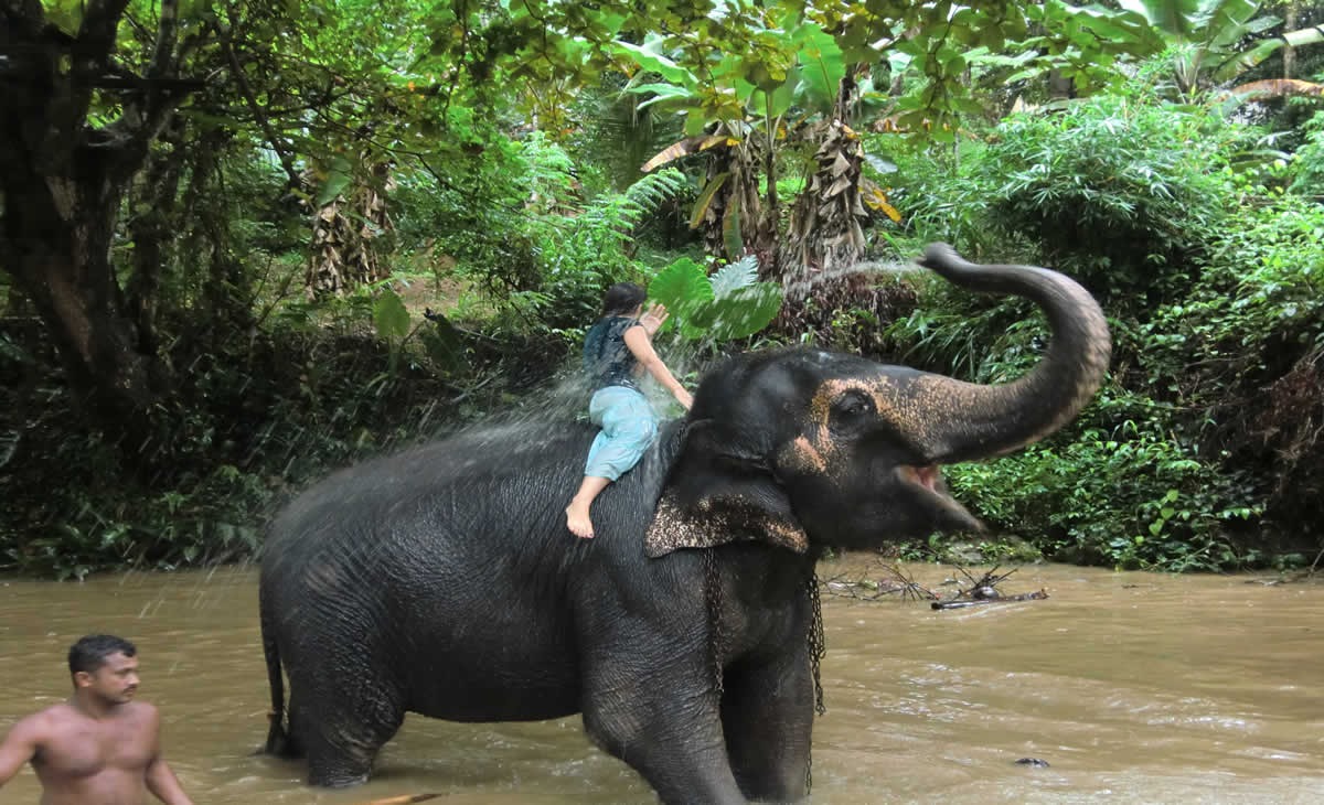 Elephant Family Sri Lanka