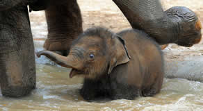 Elephant Experience Lanka